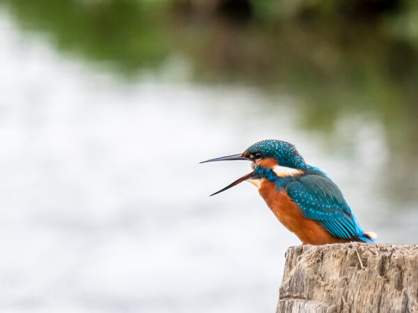 20201204 Eisvogel Eller (c) photo67.de #0031+_2048.jpg
