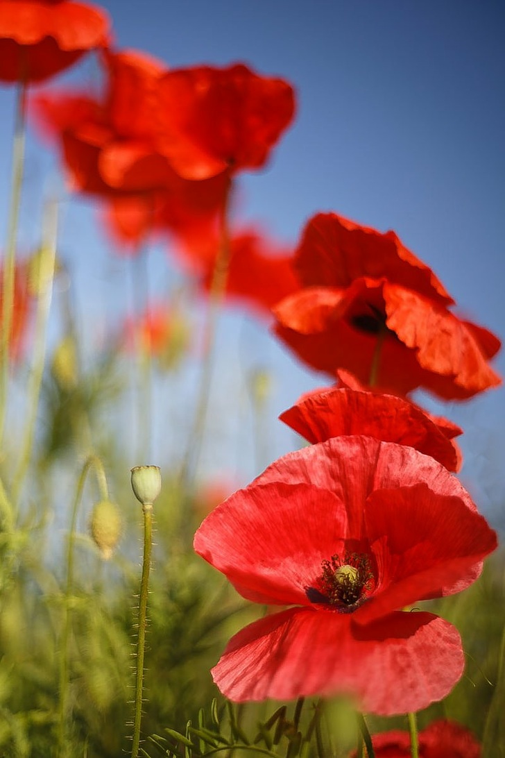 IMG_3468-Mohn.thumb.jpg.8be3252f3eae170a76bcda4665dd5b33.jpg