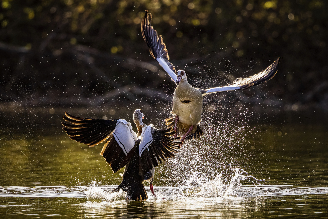 20210422 Ostpark (c) photo67.de #0127+_2048.jpg