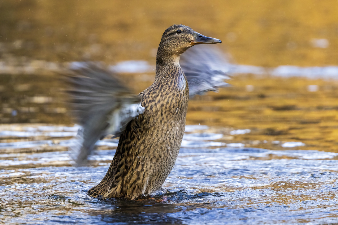 20210331 Test 100 - 500 Ostpark (c) photo67.de #0699+_2048.jpg