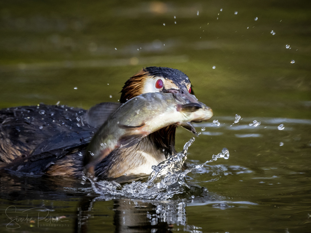 20210424 De Witt (c) photo67.de #0528_2048.jpg