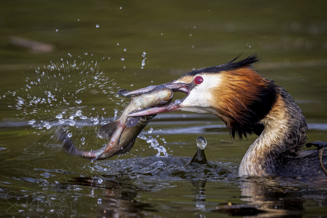 20210424 De Witt (c) photo67.de #0530_2048.jpg