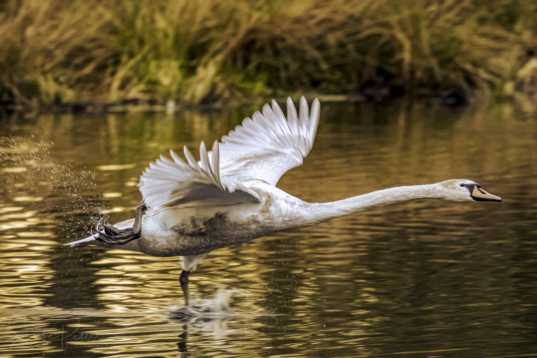 20210418 De Witt (c) photo67.de #0326+_2048.jpg