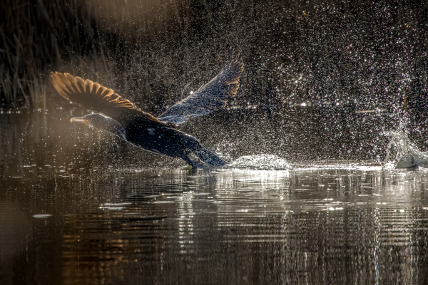 Kormoran beim Startversuch_5PN7589.png