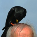 Vogelwurm