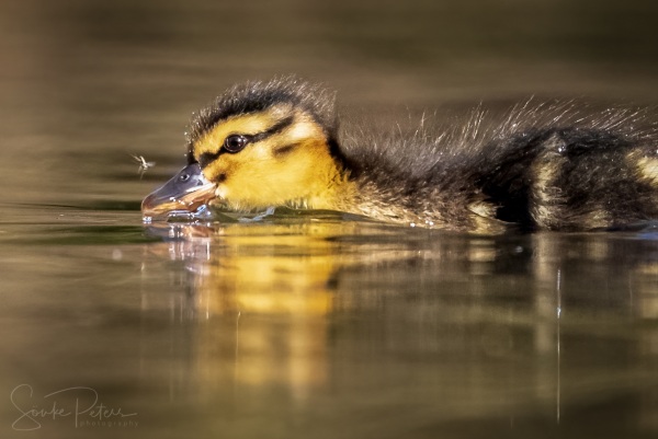 20210425 Südpark (c) photo67.de #0088+_2048.jpeg