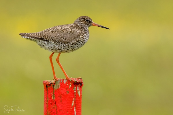 20210525_Katinger Watt und Westerhever Leuchtturm_0443++-2 - Kopie.jpg