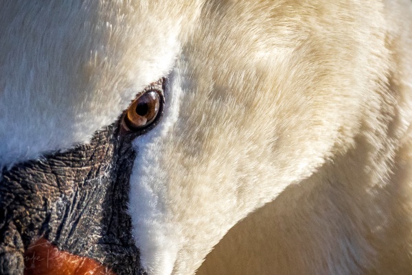 20210425 Südpark (c) photo67.de #0176_2048-3 - Kopie.jpg