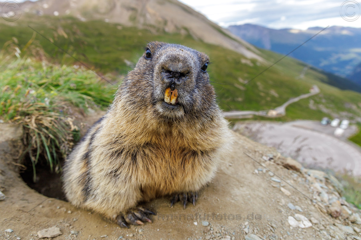 Murmeltiere am Großglockner