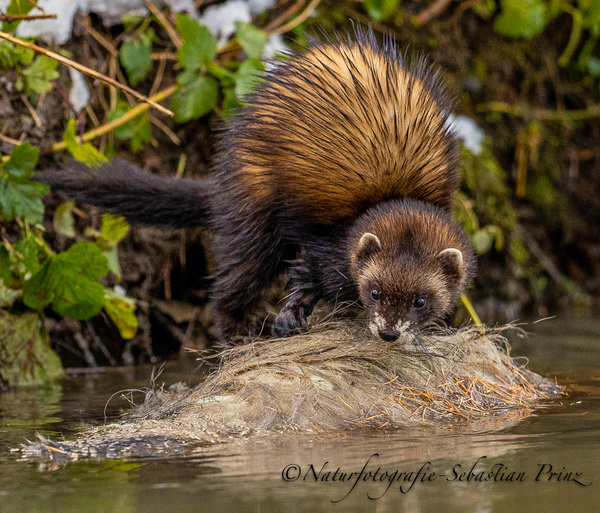 Iltis frisst toten Dachs