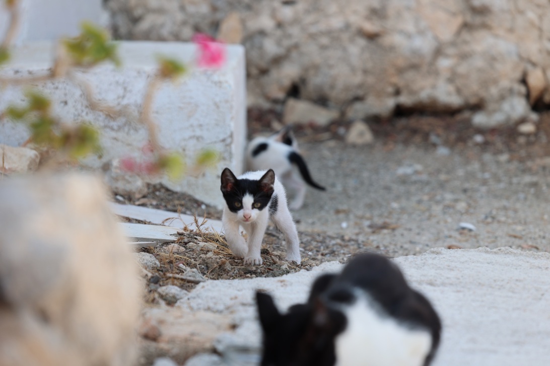 2022 Karpathos Cats 0209  003.JPG