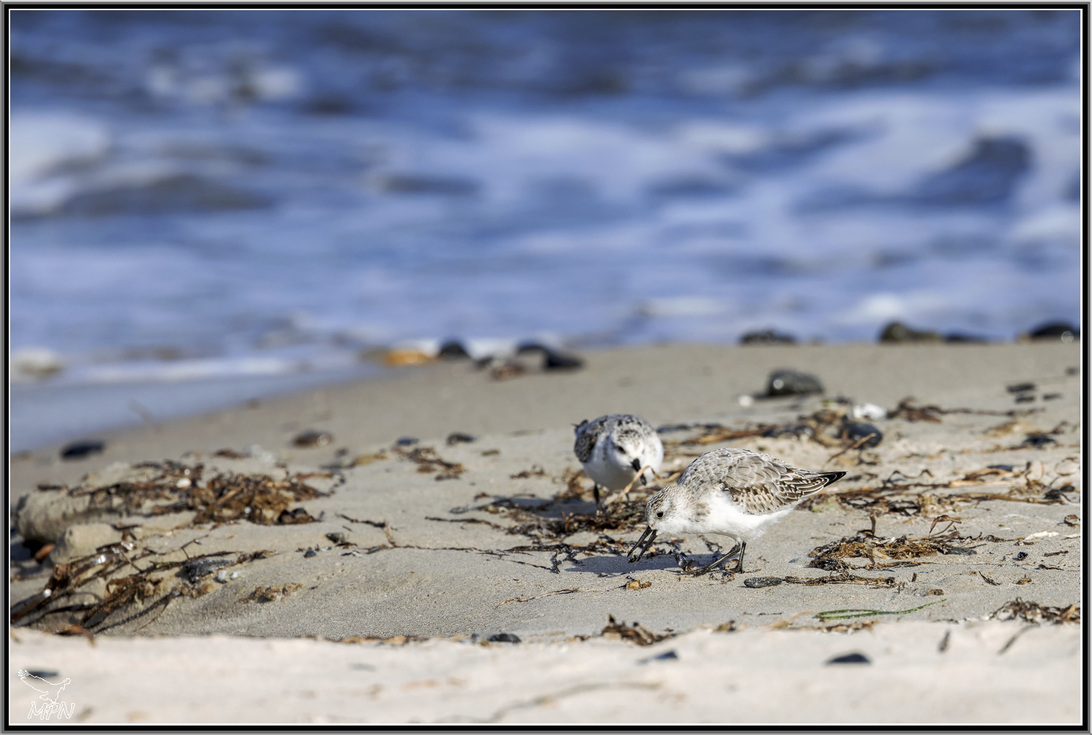 mpn-sanderling-0022.jpg