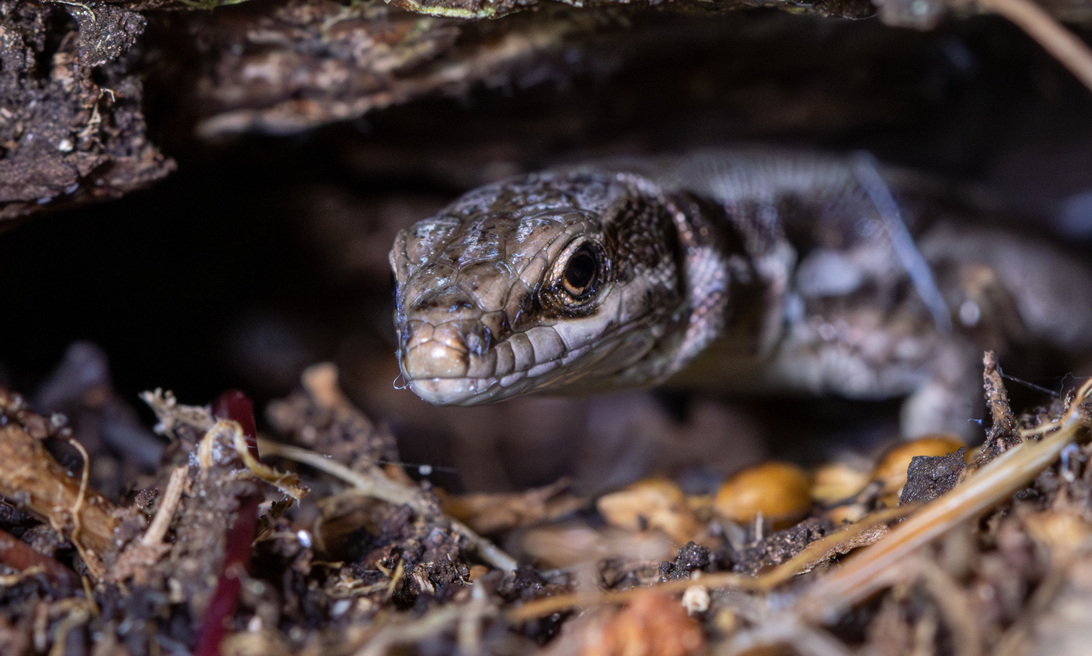 90D Ki entrauscht.jpg