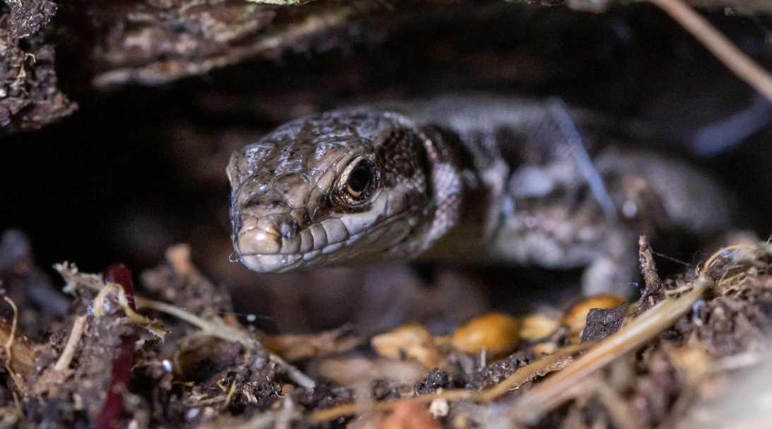 90D Klassisch entrauscht.jpg