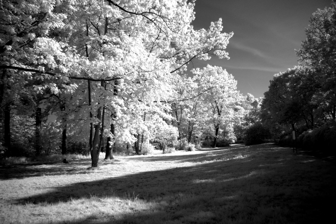 IMG_5022_Grey-Infrared.png