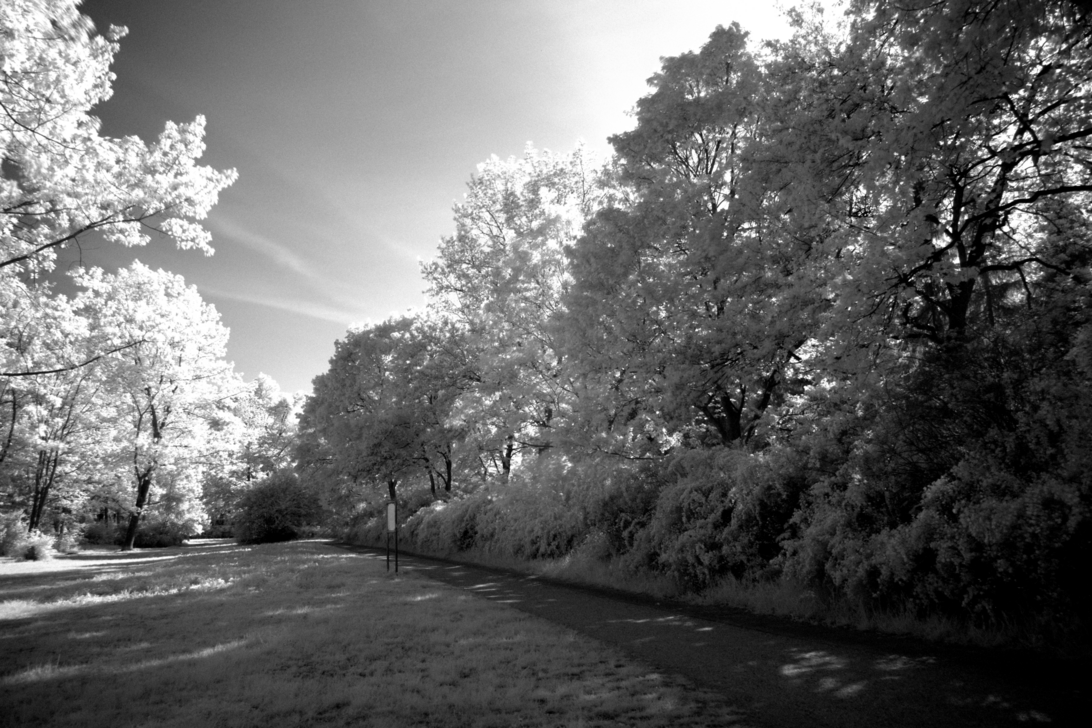 IMG_5023_Grey-Infrared.png