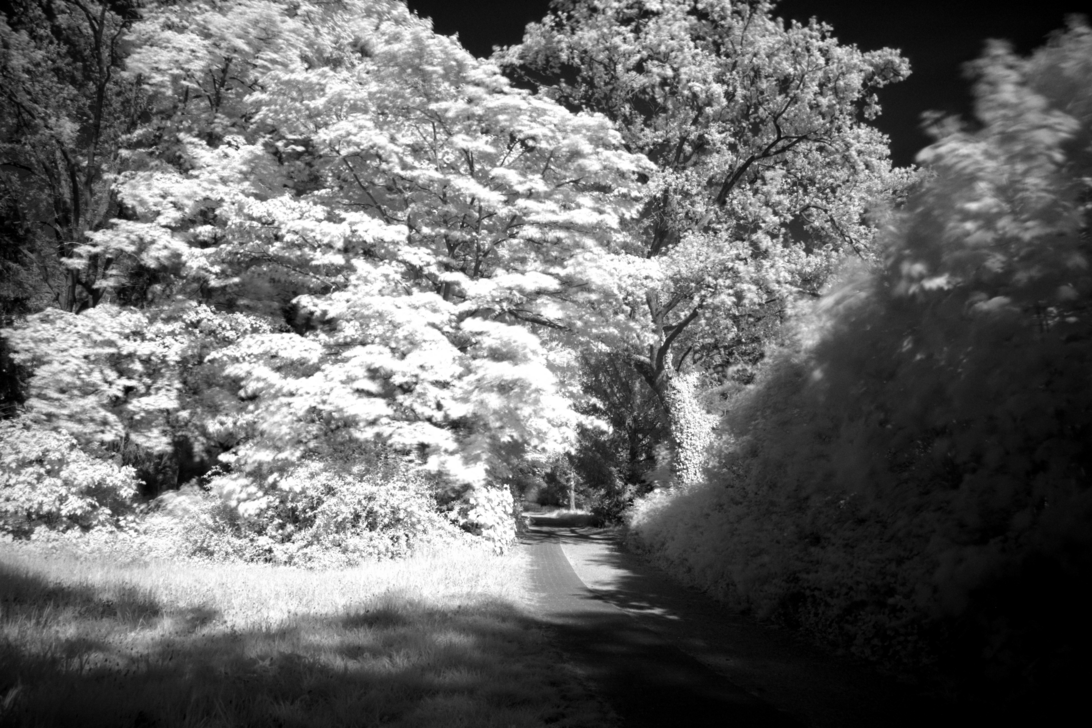 IMG_5024_Grey-Infrared.png