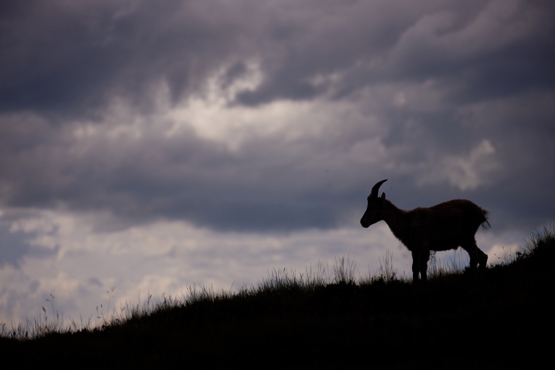 Groß (Canon EOS R5-100mm-f2.8-1-4000s-ISO100).jpeg