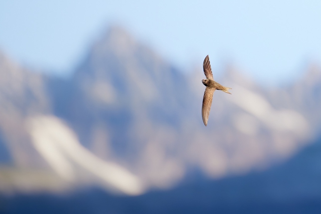 Groß (Canon EOS R5-420mm-f4-1-8000s-ISO3200).jpeg