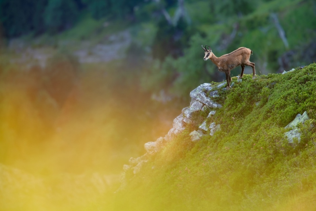Groß (Canon EOS R5-600mm-f5.6-1-160s-ISO2000).jpeg