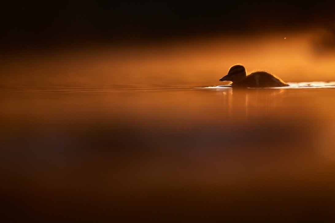 Groß (Canon EOS R5-Canon RF 100-300mm F2.8L IS USM-300mm-f2.8-1-4000s-ISO400).jpeg