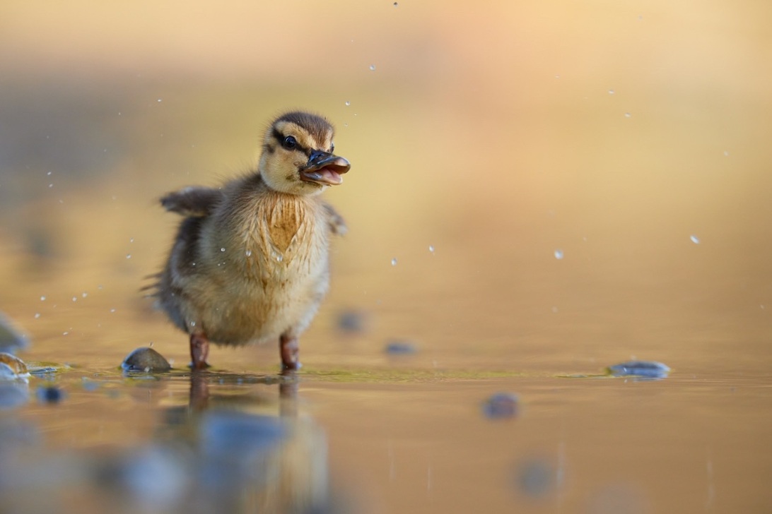 Groß (Canon EOS R5-Canon RF 100-300mm F2.8L IS USM + RF 2.0x-540mm-f5.6-1-1000s-ISO2000).jpeg