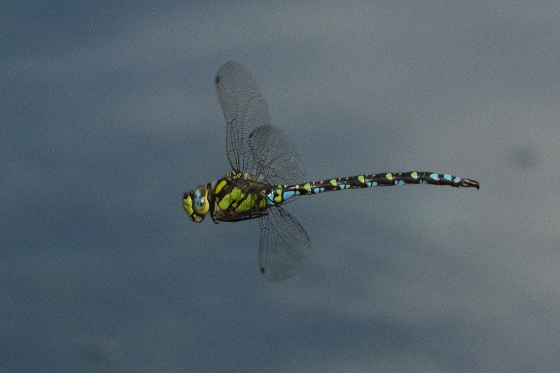 IMG_1511 RAWedit.jpg