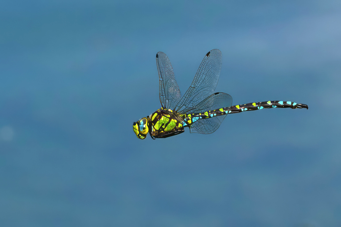 IMG_1512 RAWedit TOPAZ strong edit.jpg