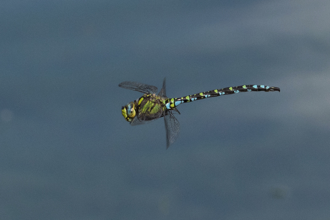 IMG_1513 RAWedit.jpg