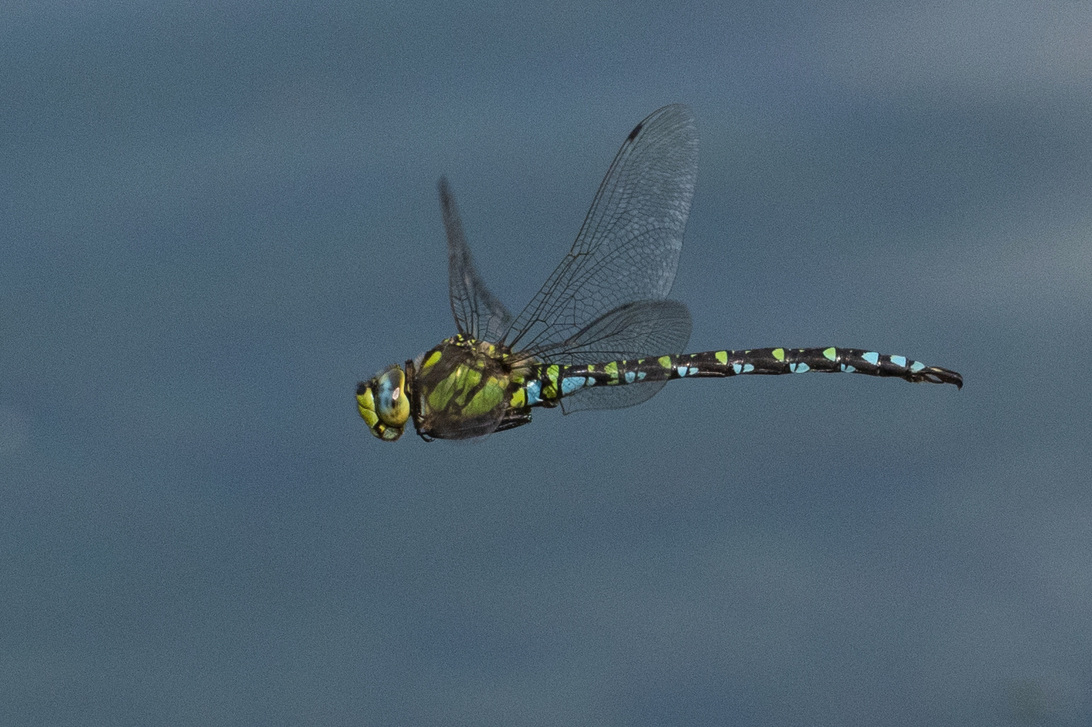 IMG_1514 RAWedit.jpg