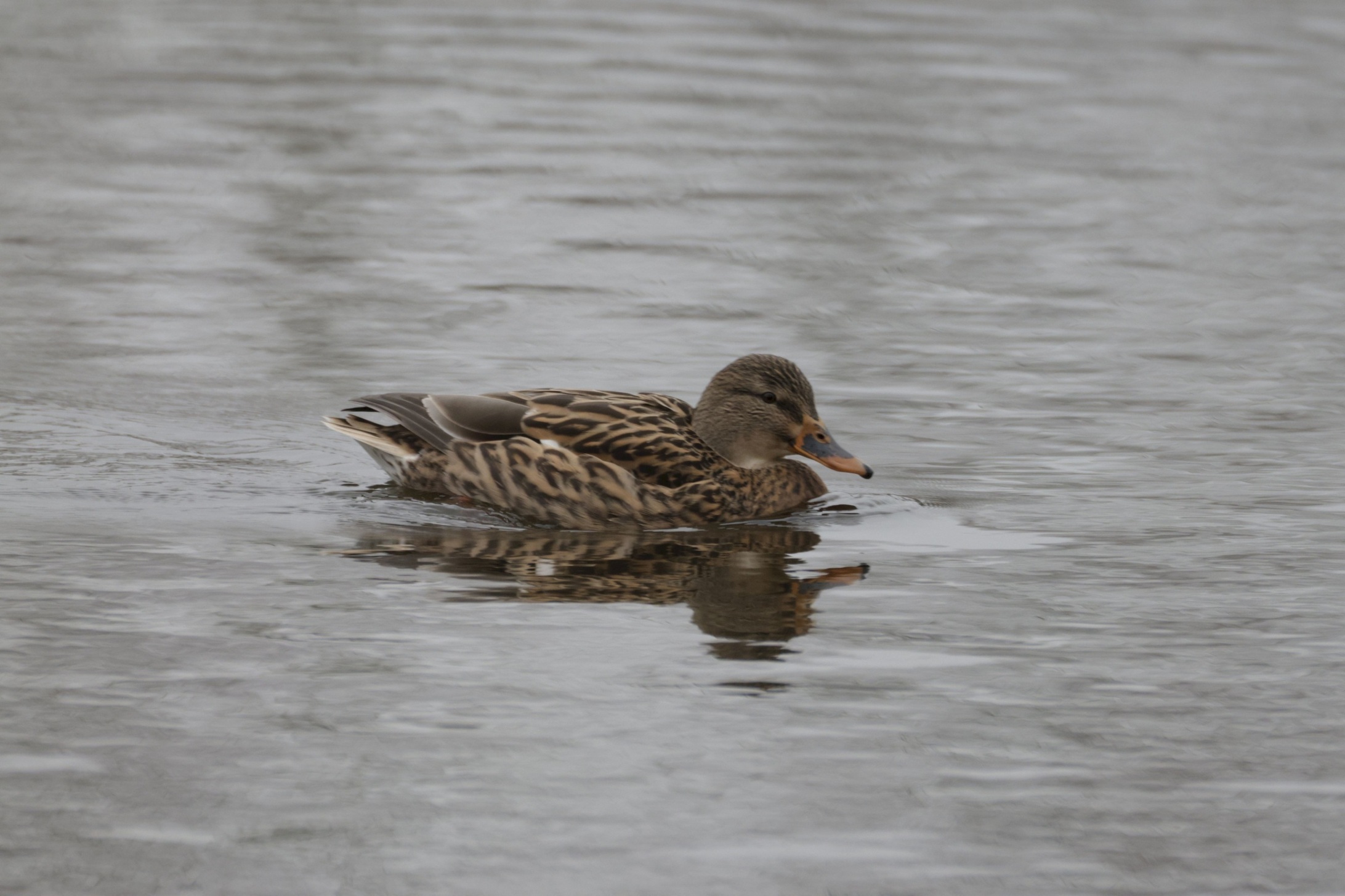 2023_12_159229EOS R7.JPG