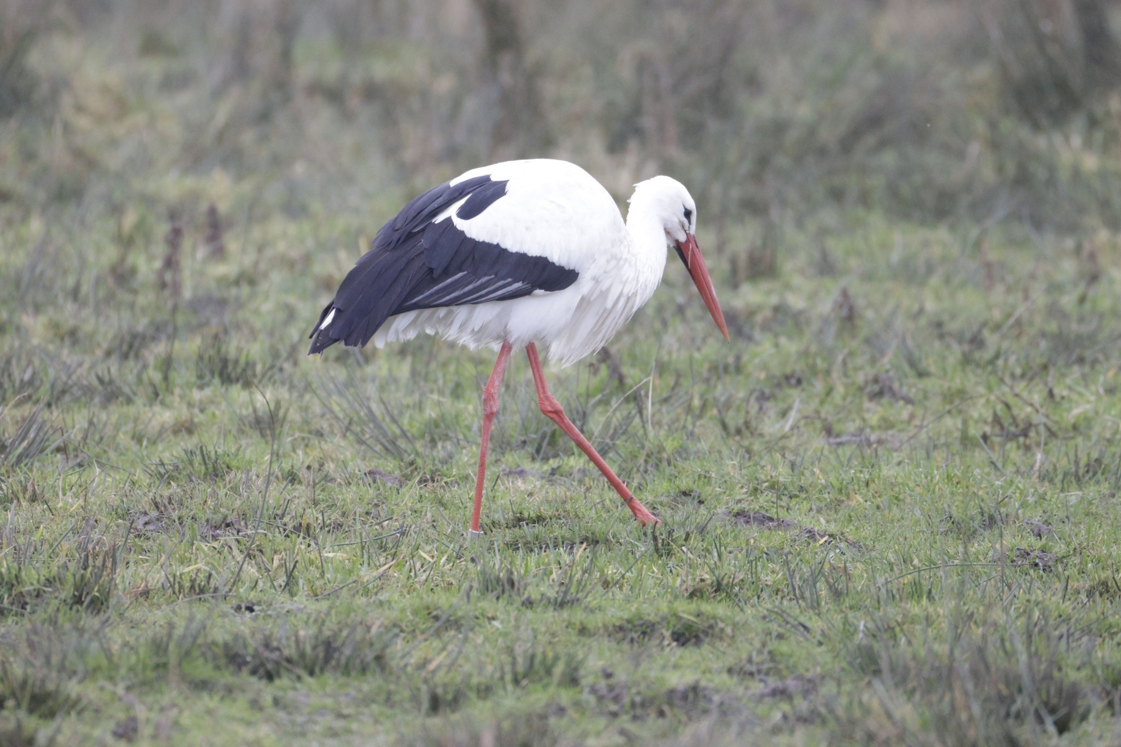 2023_12_159307EOS R7.JPG