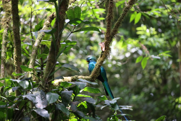 Quetzal