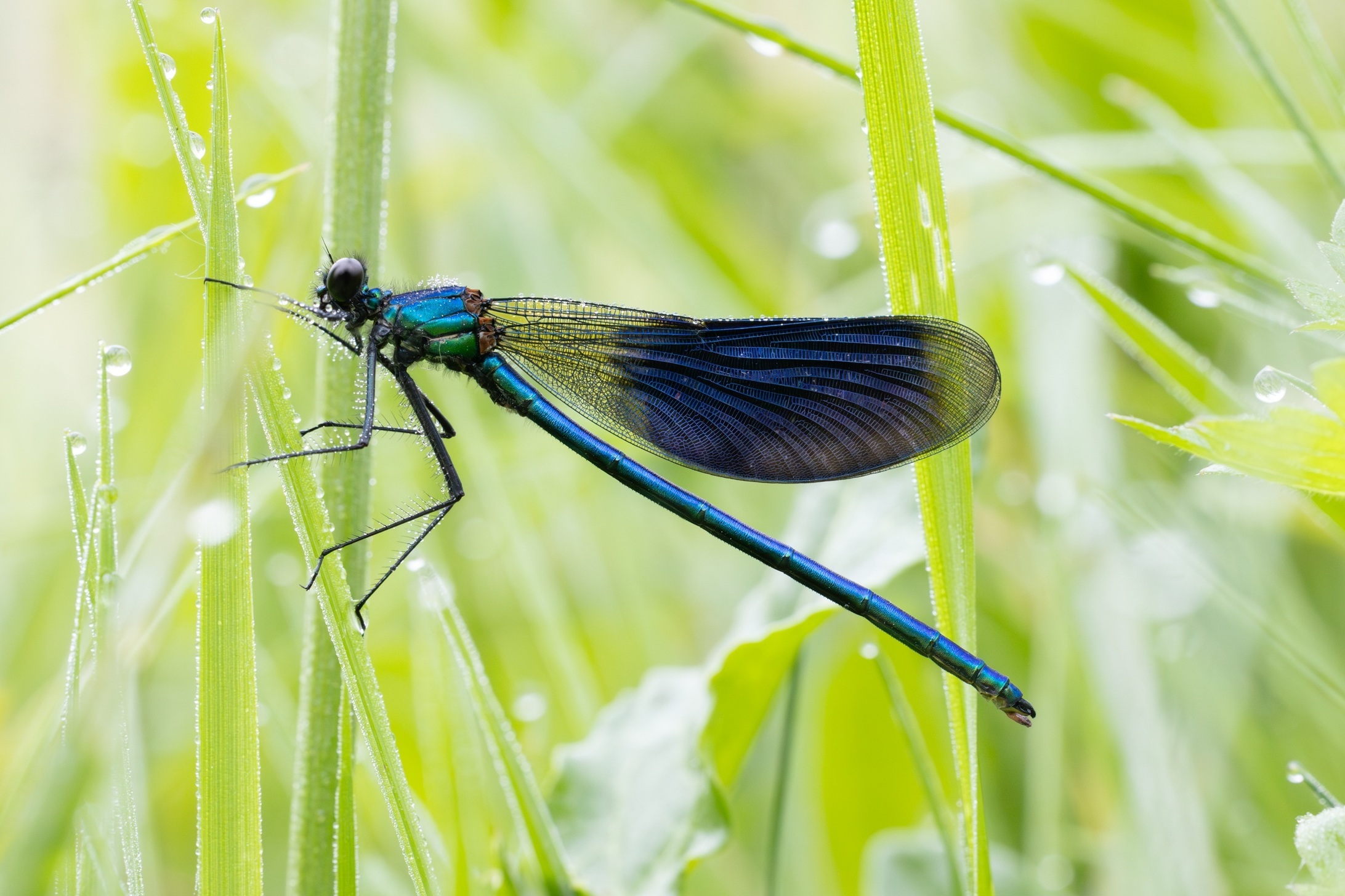 Libellen-20240520.JPG