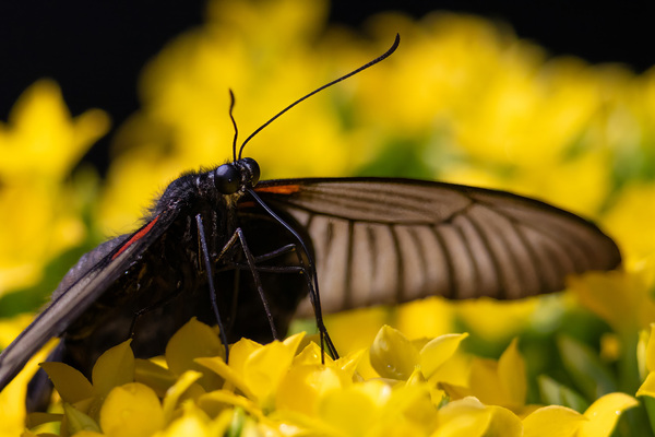 Gelbrand-Schwalbenschwanz (Papilio lowii)