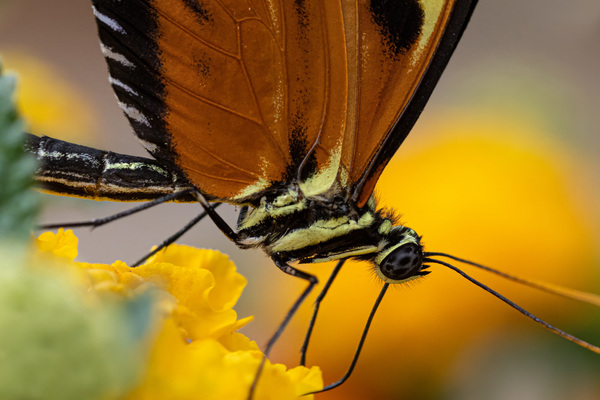 Goldener Hekale (Heliconius hecale)