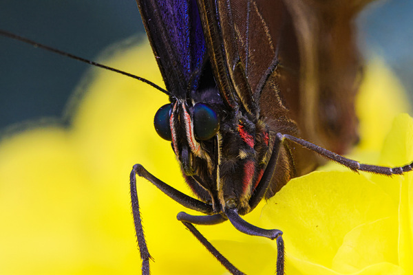 Blauer Morphofalter, Himmelsfalter (Morpho peleides)