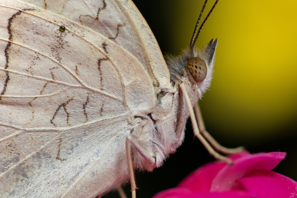 Graues Veilchen (Junonia atlites)