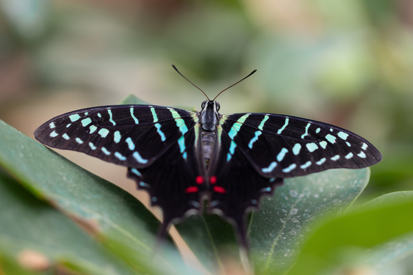 Schwarzer Schwertträger, Mamba-Schwertträger (Graphium colonna)