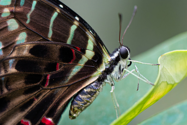 Schwarzer Schwertträger, Mamba-Schwertträger (Graphium colonna)