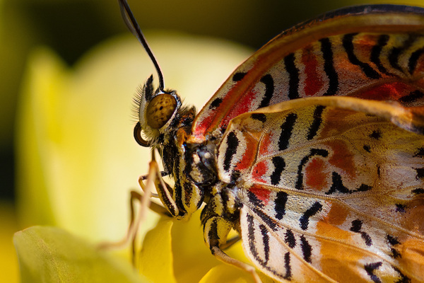 Bortenfalter (Cethosia biblis)