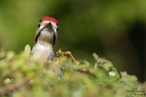 IMG_1917RAW_Buntspecht_Männchen__DxO