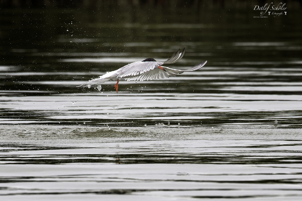 _MG_3929Seeschwalbe_Jagd_Fisch__Nik_Nik_Nik_DxO