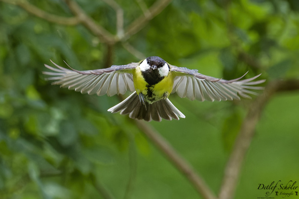 _MG_5629_Nik_DxO_Blaumeise_Flug__DxO