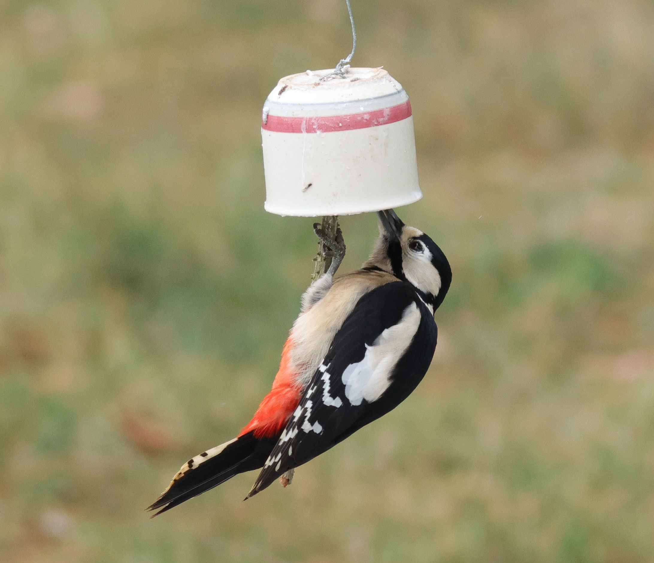 Specht:Futterstelle.jpg