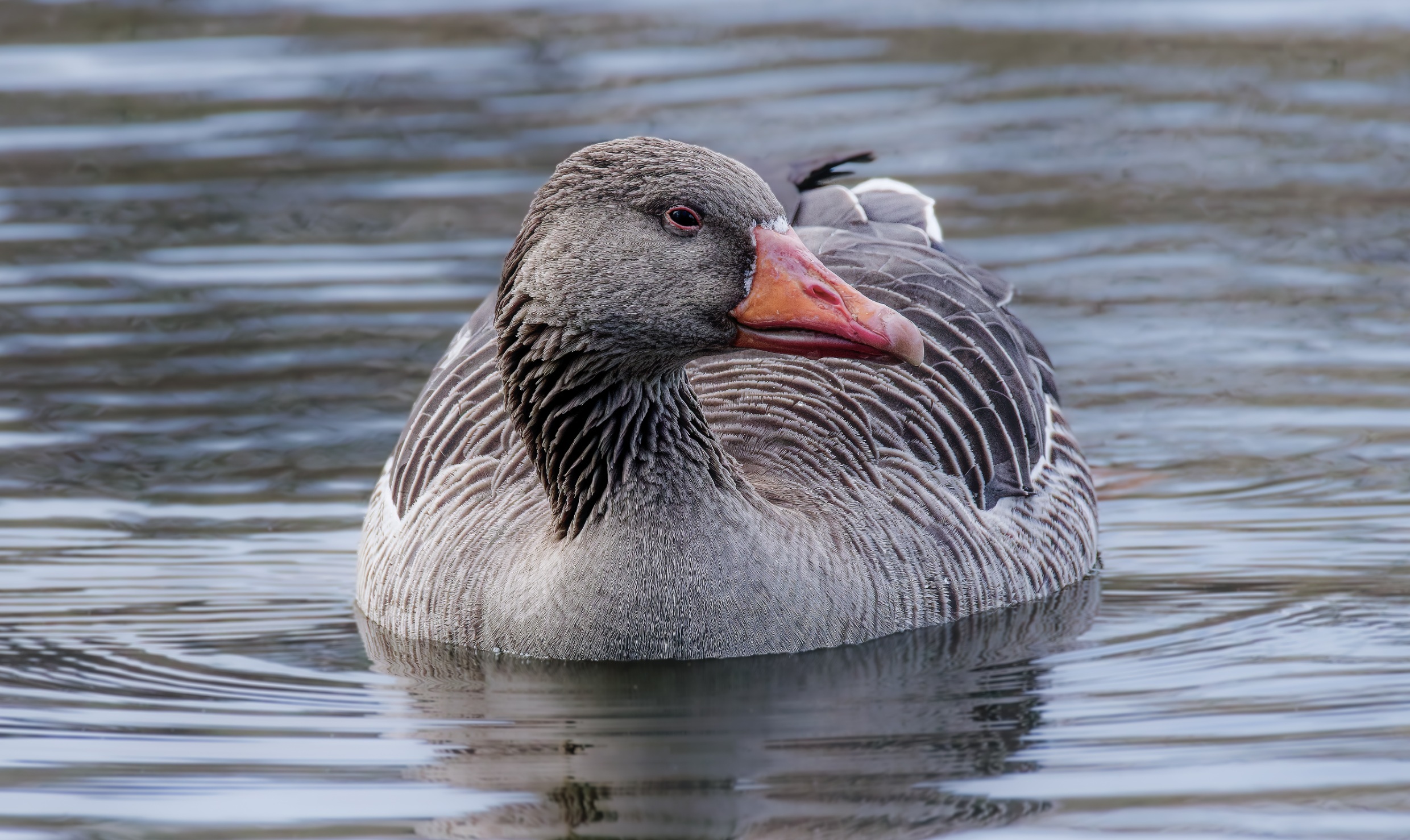 Vögel Im Sommer Füttern Verboten Vögel zu Lande, Wasser und in der Luft - Seite 78 - Tier & Natur