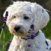 derfred