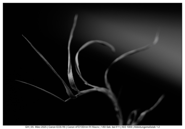 Tanz der Linien