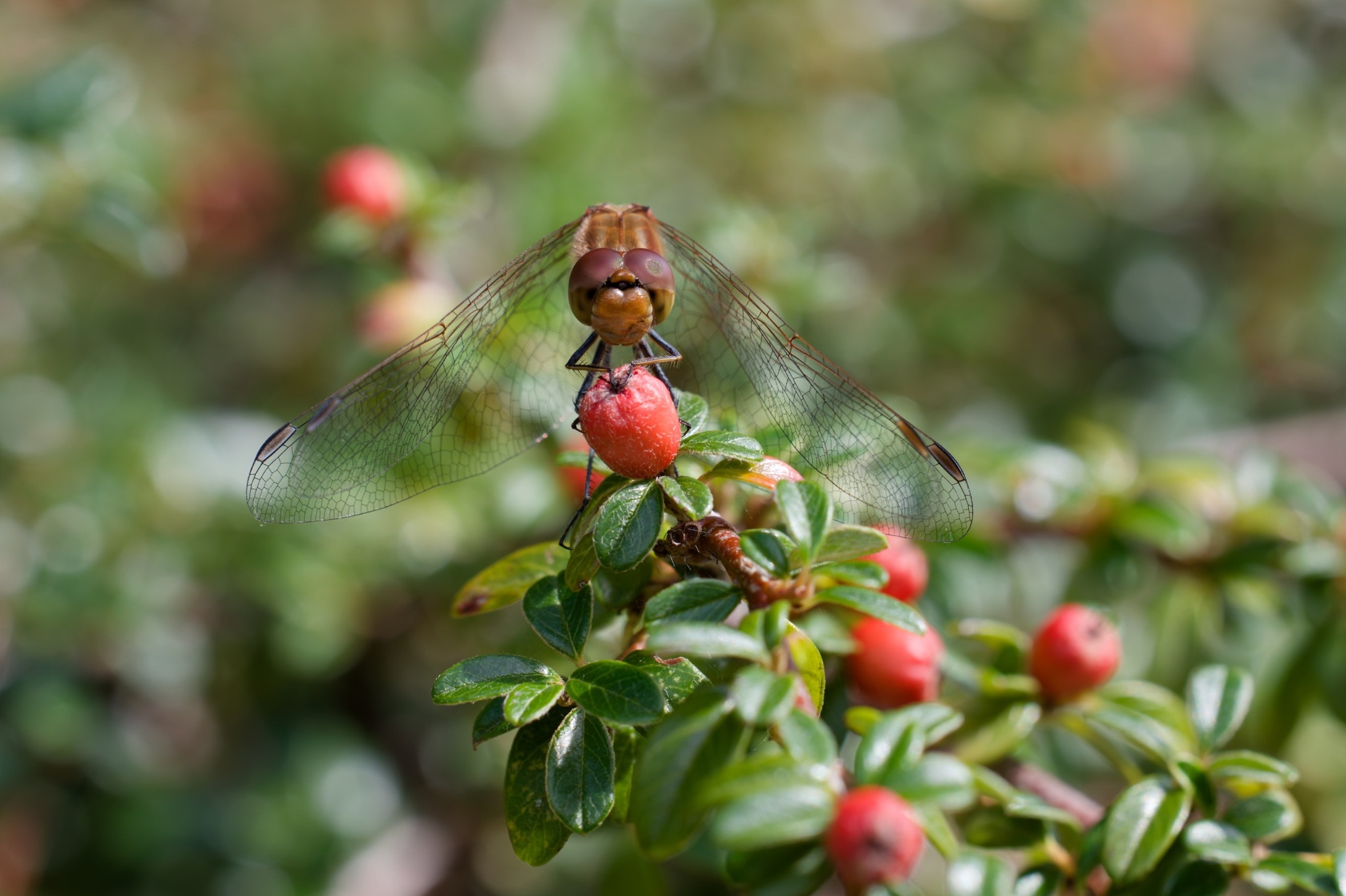 6B2A5742Augen Libelle.jpg