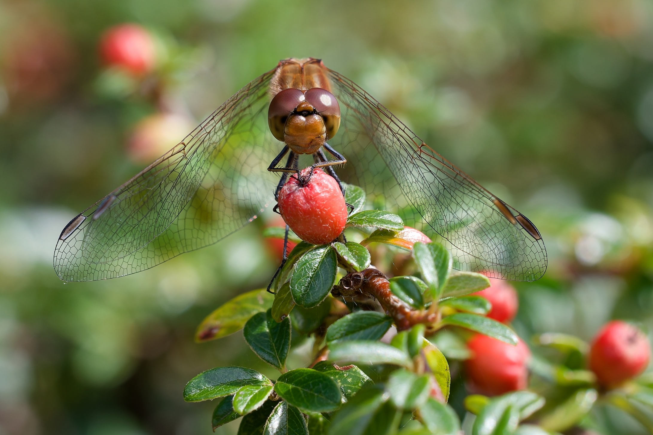 6B2A5742Augen Libelle0.jpg